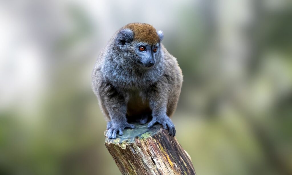 Voyager à Madagascar