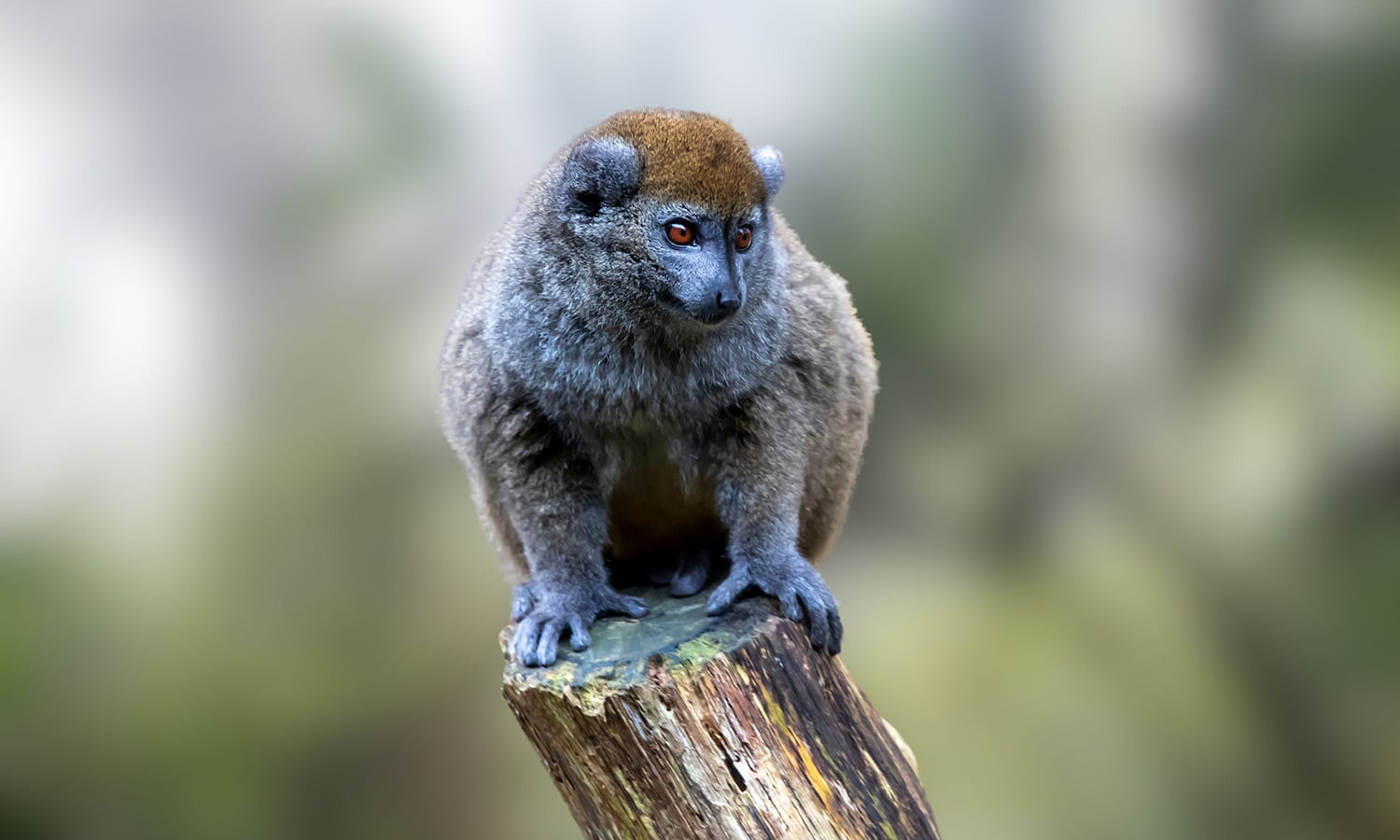 Les raisons de voyager à Madagascar