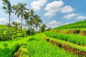 Pourquoi Bali n'est plus un paradis